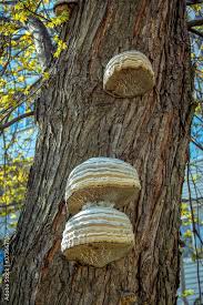 Attēlu rezultāti vaicājumam “Inonotus obliquus”