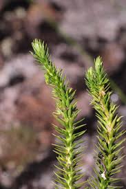 Attēlu rezultāti vaicājumam “Huperzia selago”