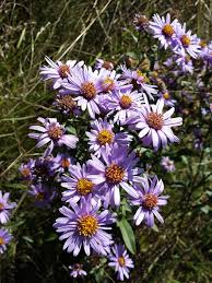 Image result for Aster amellus