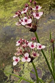 Attēlu rezultāti vaicājumam “Butomus umbellatus”