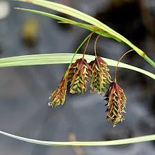 Attēlu rezultāti vaicājumam “Carex paupercula”