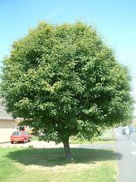 Attēlu rezultāti vaicājumam “Sorbus intermedia”