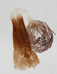 Attēlu rezultāti vaicājumam “Cribraria cancellata var. fusca spores”