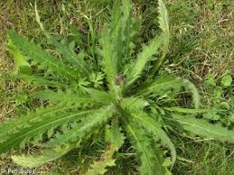 Attēlu rezultāti vaicājumam “Cirsium palustre”