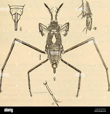 Attēlu rezultāti vaicājumam “Limnoporus rufoscutellatus”