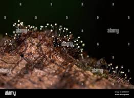 Attēlu rezultāti vaicājumam “Comatricha nigra spores”