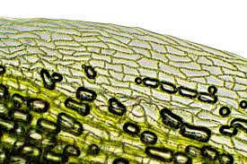 Attēlu rezultāti vaicājumam “Leucobryum juniperoideum”