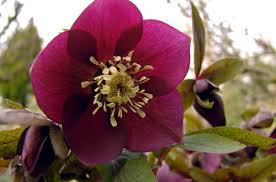 Image result for Nieswurz