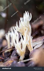 Attēlu rezultāti vaicājumam “Clavulina coralloides”