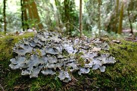 Attēlu rezultāti vaicājumam “Peltigera”