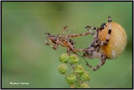 Attēlu rezultāti vaicājumam “Araneus quadratus male”