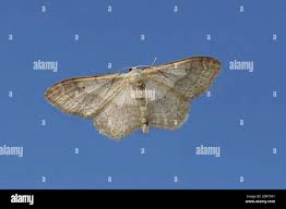 Attēlu rezultāti vaicājumam “Idaea aversata”