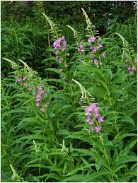 Image result for Epilobium angustifolium