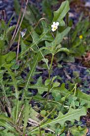 Attēlu rezultāti vaicājumam “Viola tricolor leaf”