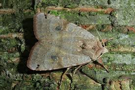 Attēlu rezultāti vaicājumam “Xestia baja”