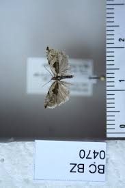 Attēlu rezultāti vaicājumam “Ancylis myrtillana”