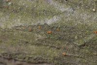 Attēlu rezultāti vaicājumam “Anthostoma decipiens”