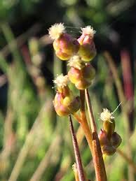 Attēlu rezultāti vaicājumam “Triglochin palustre fruit”