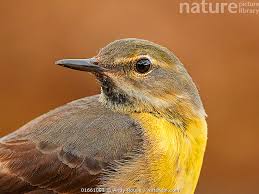 Attēlu rezultāti vaicājumam “Motacilla flava flava”