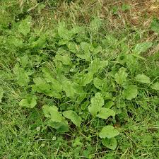 Attēlu rezultāti vaicājumam “Plantago major subsp. intermedia leaf”