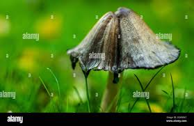 Attēlu rezultāti vaicājumam “Lycogala asperum young”