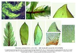 Attēlu rezultāti vaicājumam “Pleurozium schreberi”