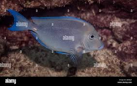 Image result for Acanthurus coeruleus