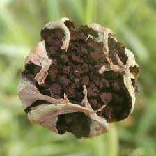 Attēlu rezultāti vaicājumam “Microbotryum tragopogonis - pratensis”