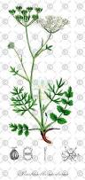 Image result for Pimpinella saxifraga
