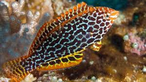 Attēlu rezultāti vaicājumam “Lycogala leopardinum macro”