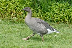 Attēlu rezultāti vaicājumam “Anser brachyrhynchus adult”