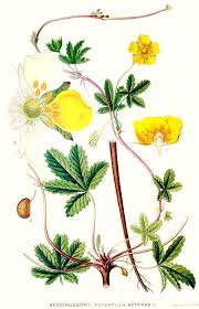 Attēlu rezultāti vaicājumam “Potentilla reptans”