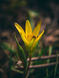 Attēlu rezultāti vaicājumam “Gagea lutea flower”