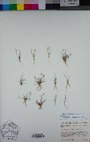 Attēlu rezultāti vaicājumam “Subularia aquatica”