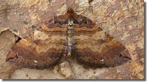 Attēlu rezultāti vaicājumam “Earophila badiata”