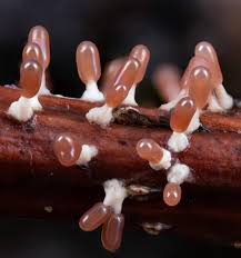 Attēlu rezultāti vaicājumam “Diachea leucopodia stalked”