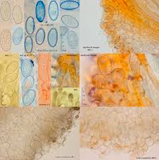 Attēlu rezultāti vaicājumam “Miladina lecithina”