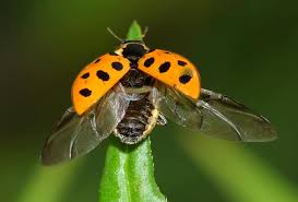 Attēlu rezultāti vaicājumam “Hippodamia tredecimpunctata”