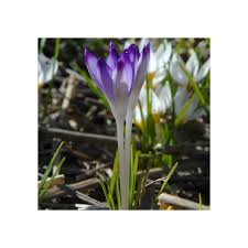 Attēlu rezultāti vaicājumam “Crocus tommasinianus flower”