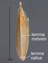 Attēlu rezultāti vaicājumam “Poa remota bud”