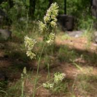 Attēlu rezultāti vaicājumam “Dactylis polygama”
