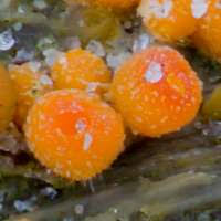 Attēlu rezultāti vaicājumam “Byssonectria fusispora”