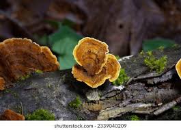 Attēlu rezultāti vaicājumam “Stereum hirsutum”