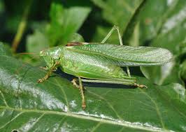 Attēlu rezultāti vaicājumam “Orthoptera”