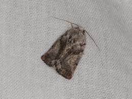 Attēlu rezultāti vaicājumam “Nolidae”