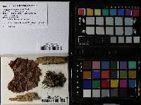 Attēlu rezultāti vaicājumam “Oligonema flavidum”