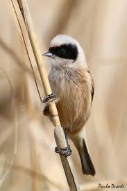 Attēlu rezultāti vaicājumam “Remiz pendulinus”