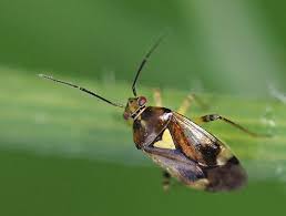 Attēlu rezultāti vaicājumam “Orthops basalis”