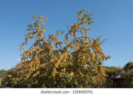 Attēlu rezultāti vaicājumam “Malus x zumi fruit”