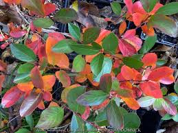 Attēlu rezultāti vaicājumam “Aronia melanocarpa leaf”